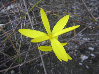 Pauridia monophylla, photographed by douglaseustonbrown