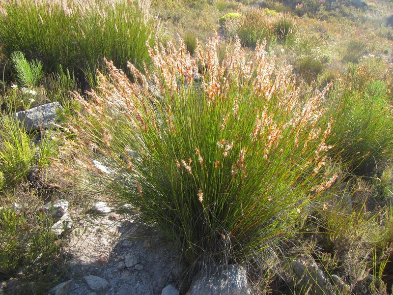 Askidiosperma paniculatum, photographed by douglaseustonbrown