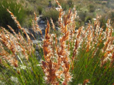 Askidiosperma paniculatum, photographed by douglaseustonbrown
