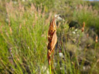 Askidiosperma paniculatum, photographed by douglaseustonbrown