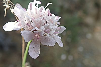Scabiosa columbaria, photographed by Di Turner
