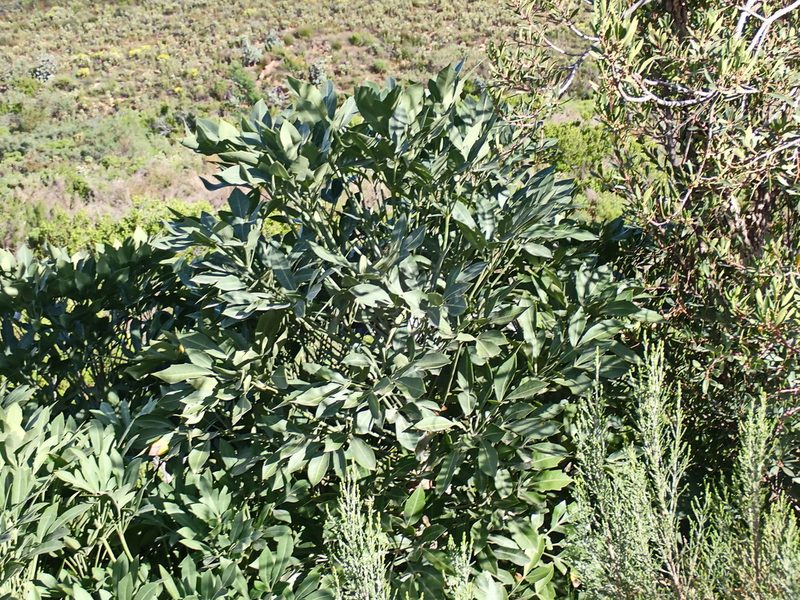 Cussonia paniculata, photographed by Di Turner