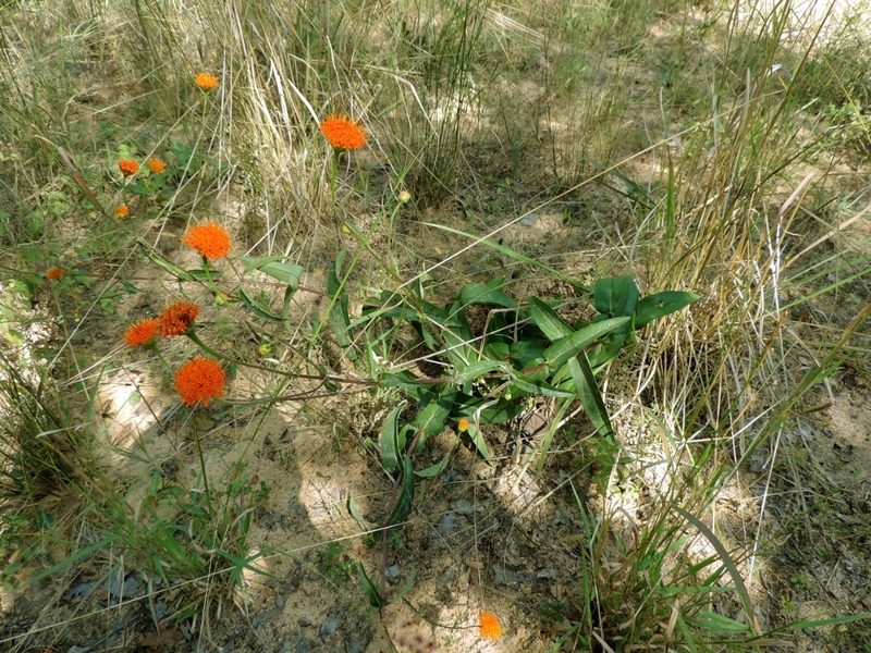 Hypericophyllum compositarum, photographed by i_c_riddell