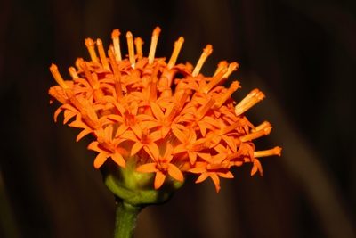 Hypericophyllum compositarum, photographed by i_c_riddell
