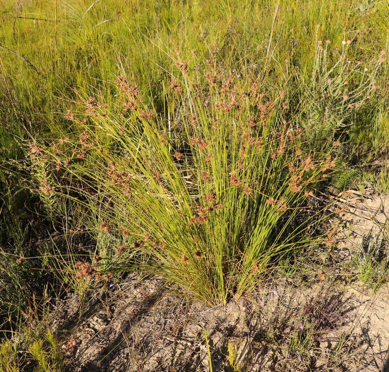 Schoenus comparoides, photographed by Sandra Falanga