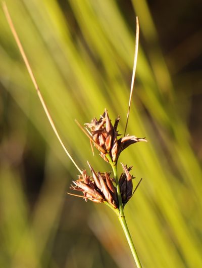 Schoenus comparoides, photographed by Sandra Falanga