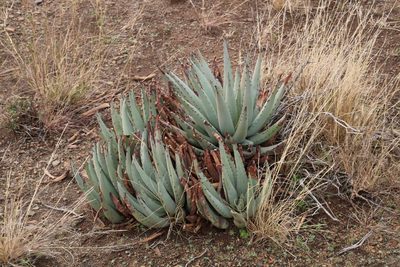Aloe claviflora, photographed by Tony Rebelo