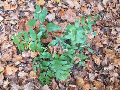 Asplenium oblongifolium, photographed by Rob Cruickshank