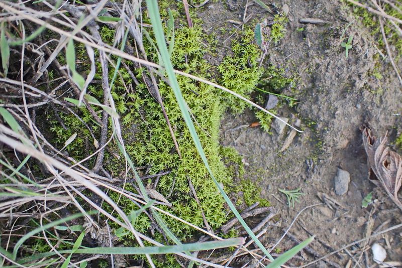 Pseudocrossidium crinitum, photographed by Di Turner