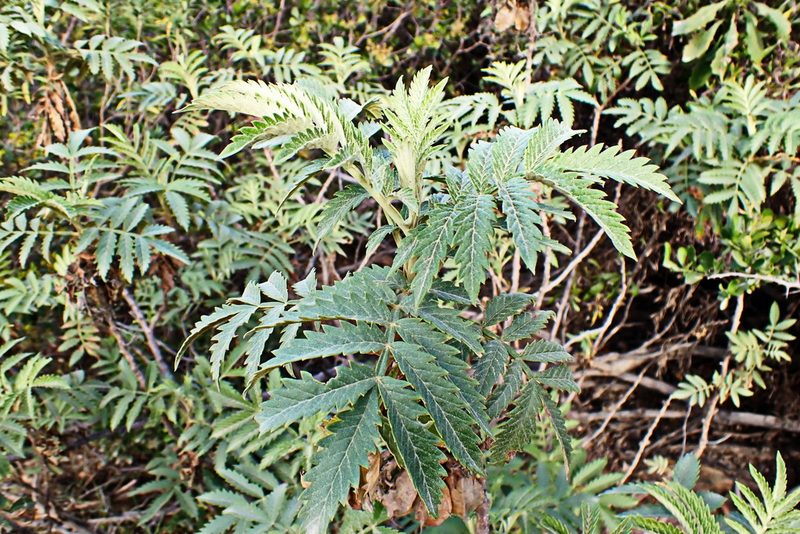 Melianthus comosus, photographed by Di Turner