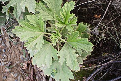 Pelargonium ribifolium, photographed by Di Turner
