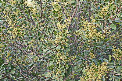 Searsia pallens, photographed by Di Turner