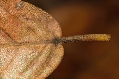 Monotes glaber, photographed by i_c_riddell
