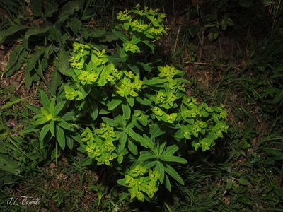 Euphorbia hyberna, photographed by José Luis Camaño
