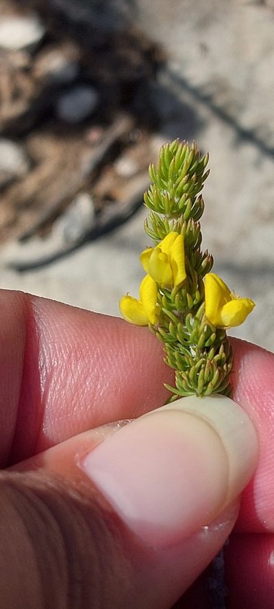 Aspalathus calcarea, photographed by sharndreheuvel