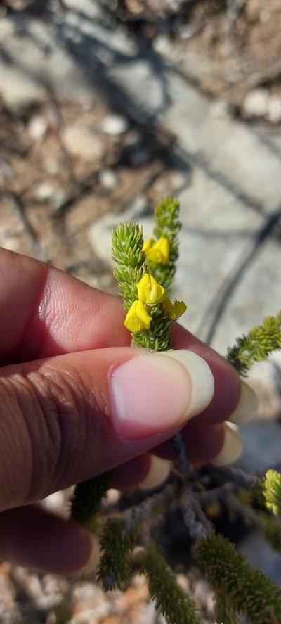 Aspalathus calcarea, photographed by sharndreheuvel