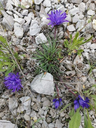 Edraianthus tenuifolius, photographed by Ljaž