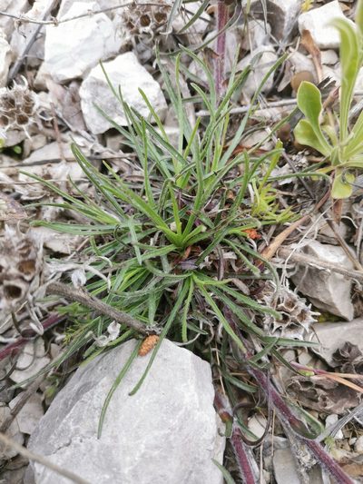 Edraianthus tenuifolius, photographed by Ljaž