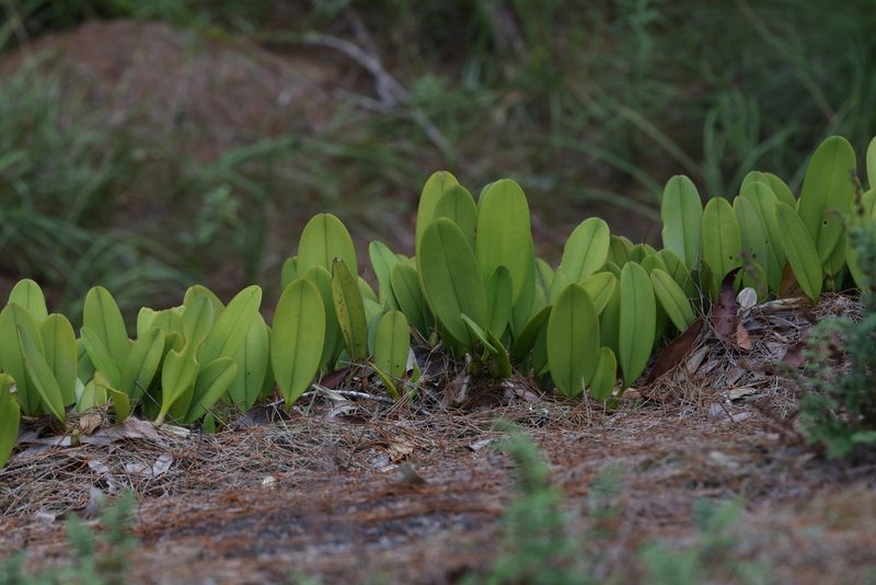 Bulbophyllum baileyi, photographed by Hugo Innes