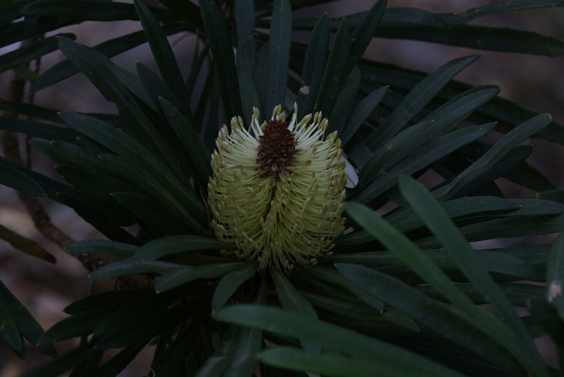 Banksia aquilonia, photographed by Hugo Innes