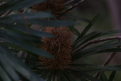 Banksia aquilonia, photographed by Hugo Innes