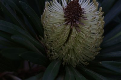 Banksia aquilonia, photographed by Hugo Innes