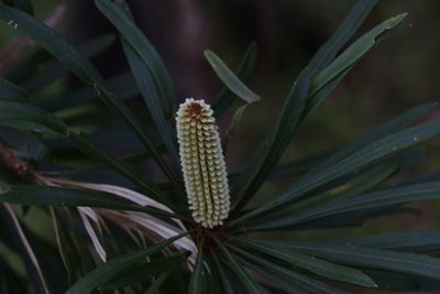 Banksia aquilonia, photographed by Hugo Innes