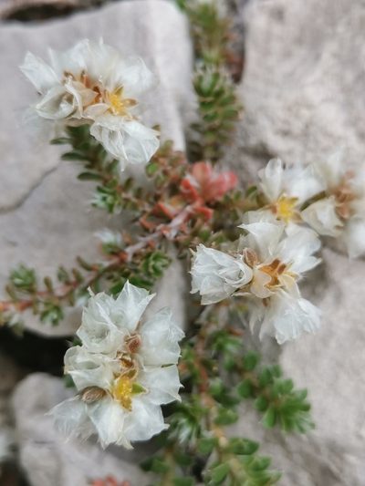 Paronychia kapela, photographed by Ljaž