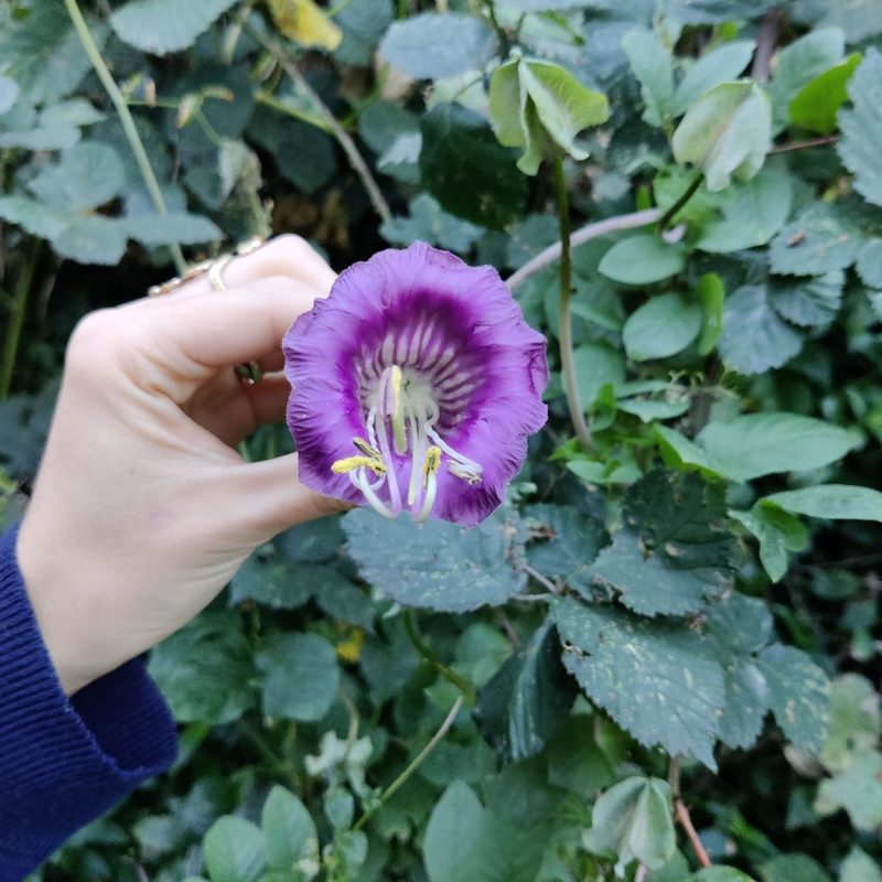 Cobaea scandens, photographed by Joe Dillon
