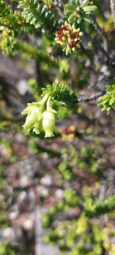 Erica oblongiflora, photographed by sharndreheuvel