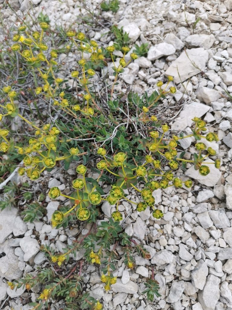 Euphorbia hercegovina, photographed by Ljaž