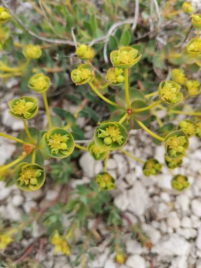 Euphorbia hercegovina, photographed by Ljaž