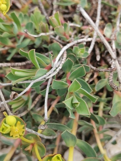 Euphorbia hercegovina, photographed by Ljaž
