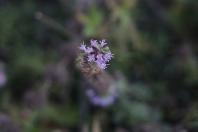 Mentha pulegium