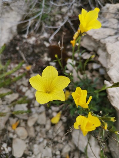 Linum elegans, photographed by Ljaž