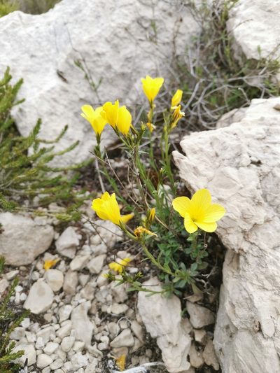 Linum elegans, photographed by Ljaž