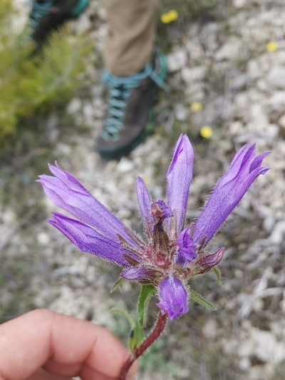 Campanula lingulata, photographed by Ljaž