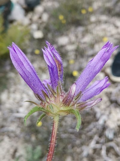 Campanula lingulata, photographed by Ljaž