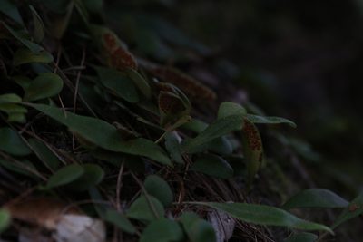 Pyrrosia rupestris, photographed by Hugo Innes