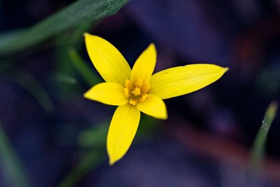 Pauridia curculigoides, photographed by magriet b