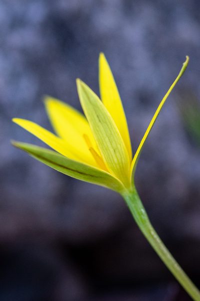 Pauridia curculigoides, photographed by magriet b