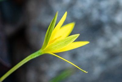 Pauridia curculigoides, photographed by magriet b