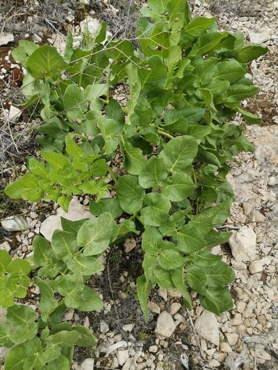 Opopanax chironius, photographed by Ljaž