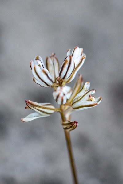 Eriospermum dielsianum, photographed by magriet b