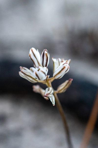 Eriospermum dielsianum, photographed by magriet b