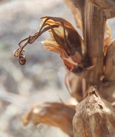Orobanche krylowii, photographed by Юлия