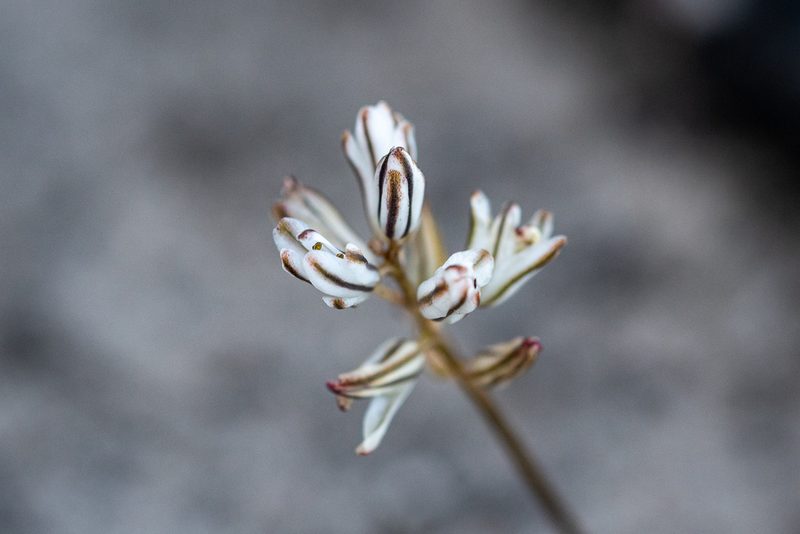 Eriospermum dielsianum, photographed by magriet b