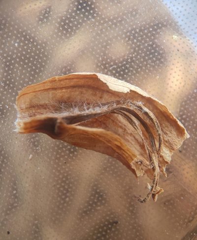 Orobanche krylowii, photographed by Юлия