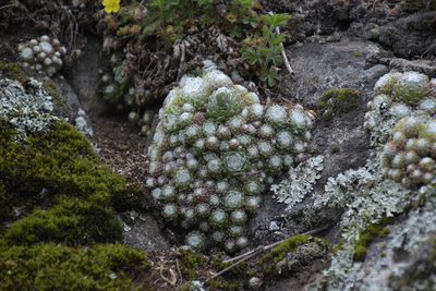 Sempervivum arachnoideum, photographed by Felicia Seichter