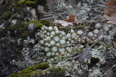 Sempervivum arachnoideum, photographed by Felicia Seichter